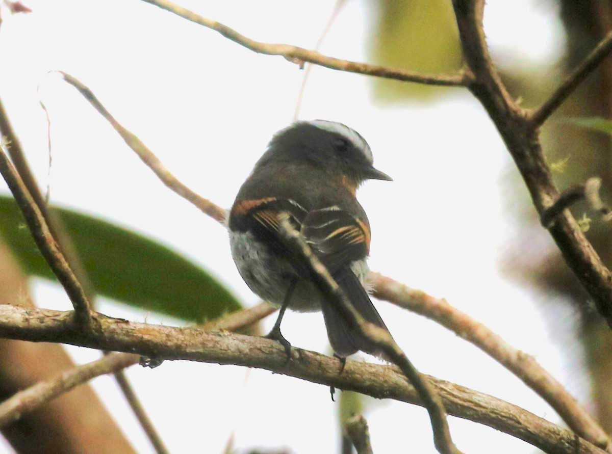 Rufous-breasted Chat-Tyrant - ML619902927