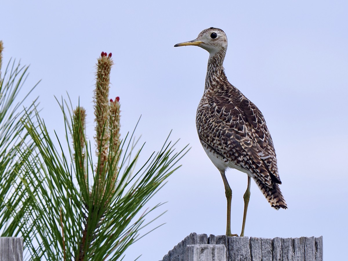 Upland Sandpiper - ML619902934