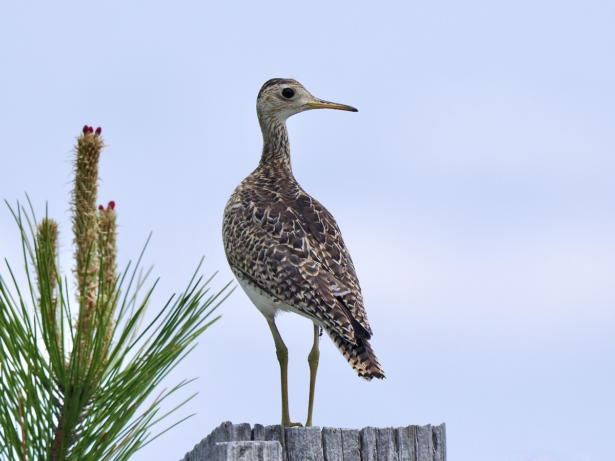 Upland Sandpiper - ML619902935