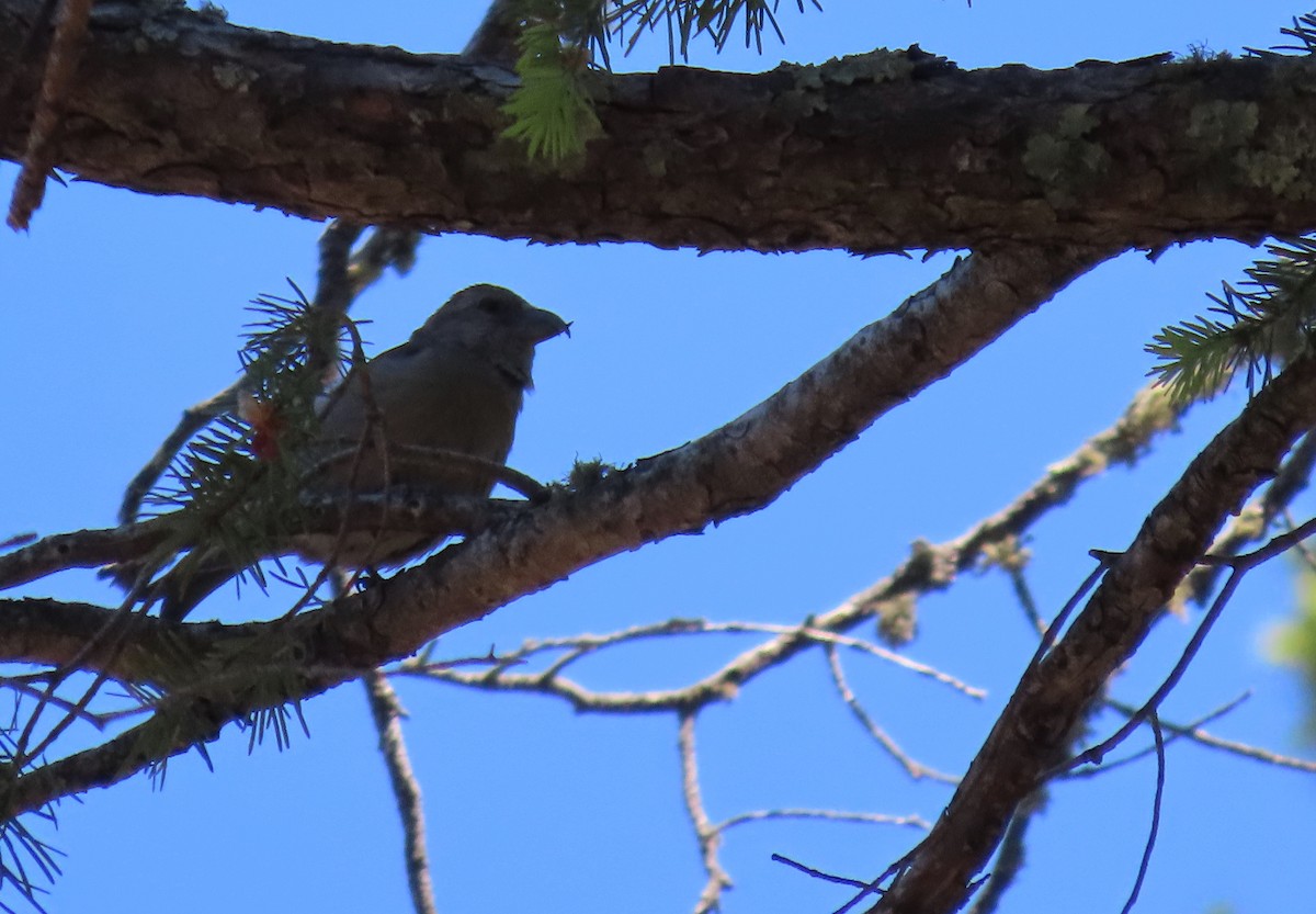 Red Crossbill - ML619902939