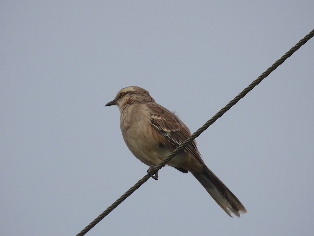 Chalk-browed Mockingbird - ML619902945