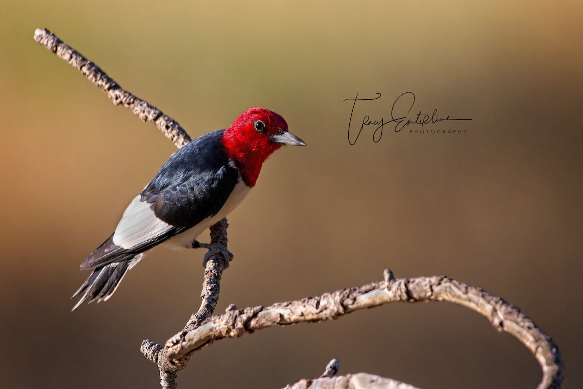 Red-headed Woodpecker - ML619902946