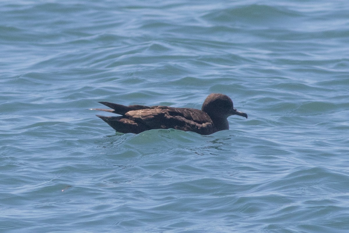 Sooty/Short-tailed Shearwater - ML619902962
