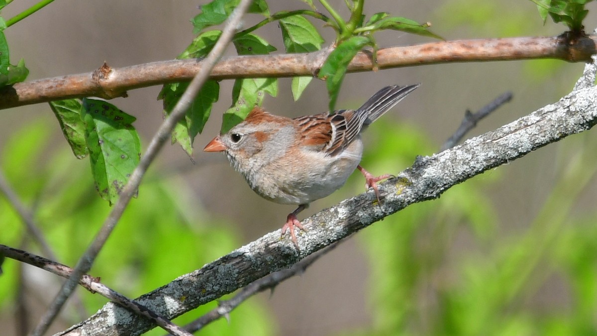 Field Sparrow - ML619902975
