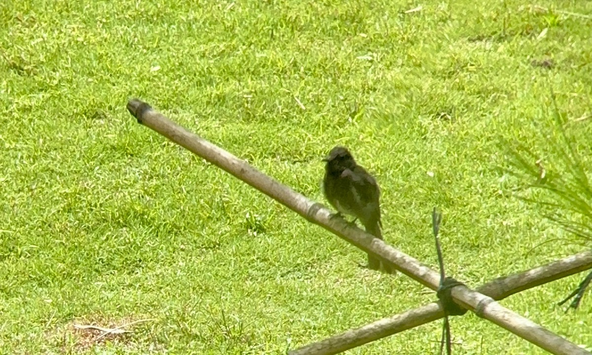 Black Phoebe - ML619902976