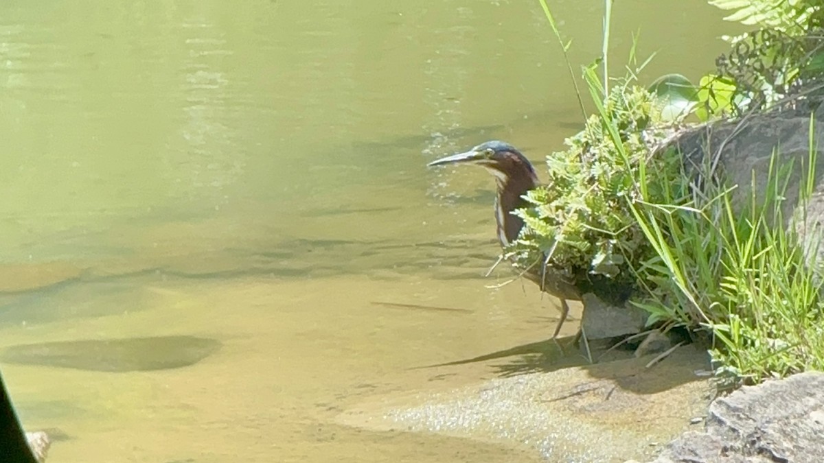 Green Heron - ML619902982