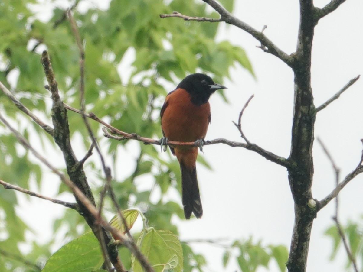 Orchard Oriole - ML619902985