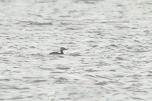 Red-necked Grebe - ML619902987