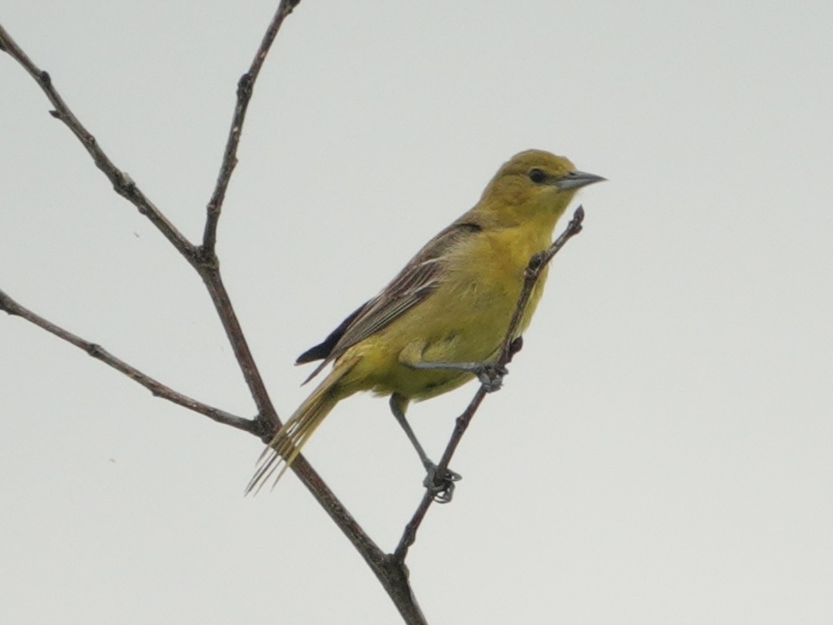 Orchard Oriole - ML619902996