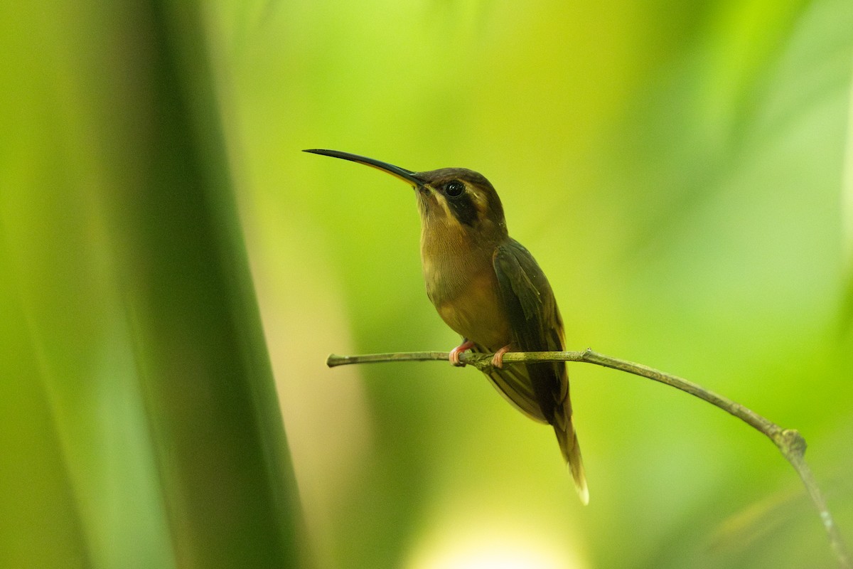 kolibřík proužkohrdlý - ML619903002