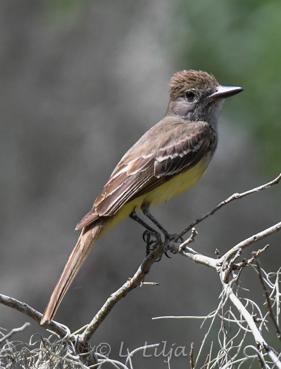 Great Crested Flycatcher - ML619903010