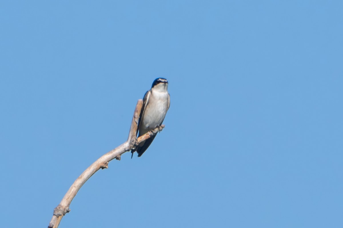 White-rumped Swallow - ML619903013