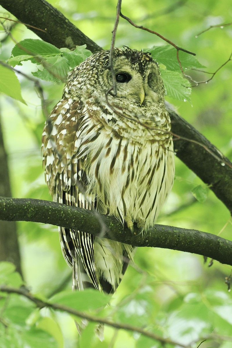 Barred Owl - ML619903015