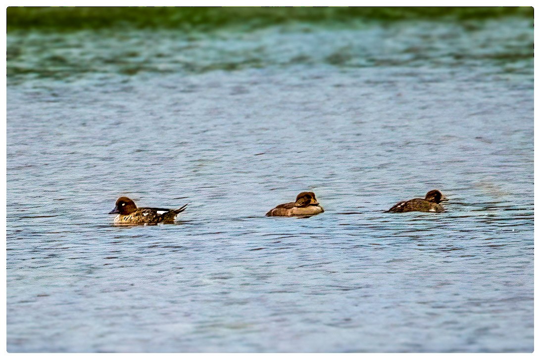 Common Goldeneye - ML619903031