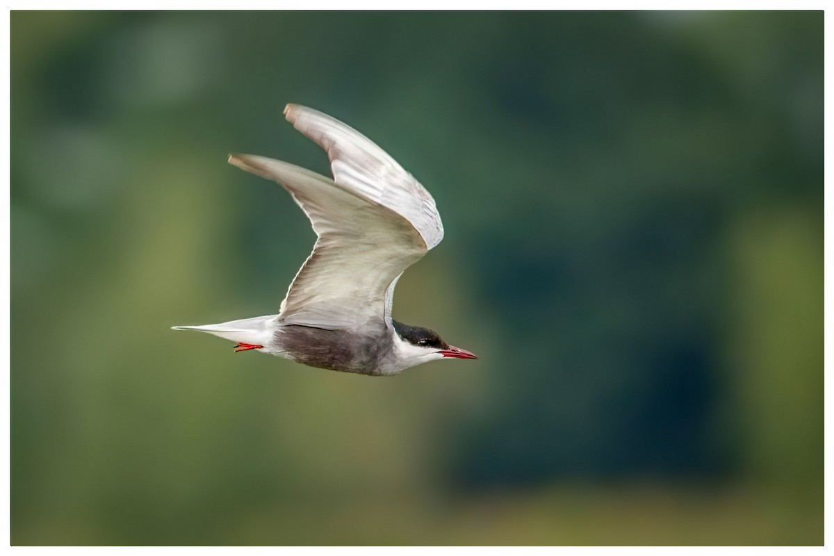 Whiskered Tern - ML619903042