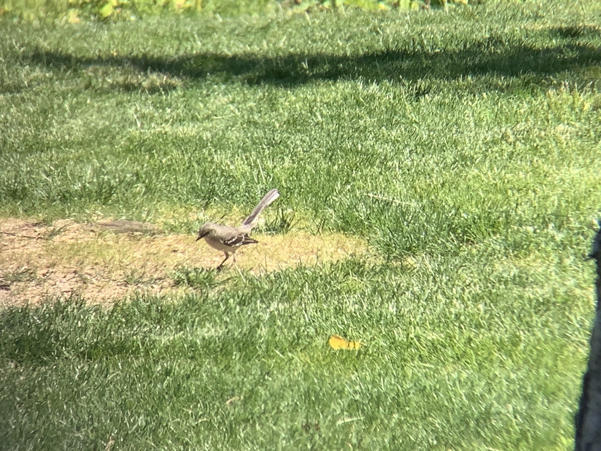 Northern Mockingbird - ML619903049