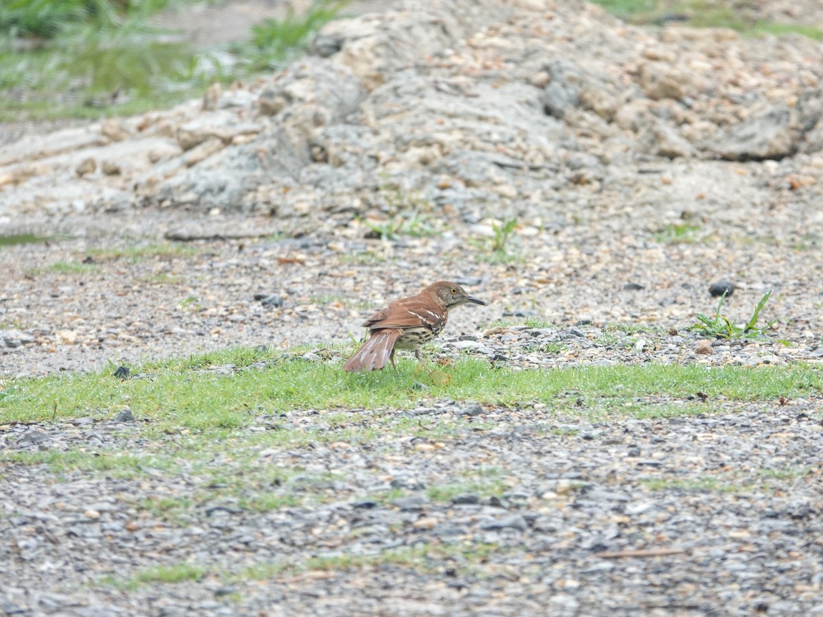 Brown Thrasher - ML619903050