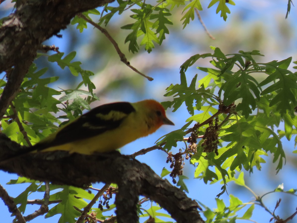 Piranga Carirroja - ML619903062