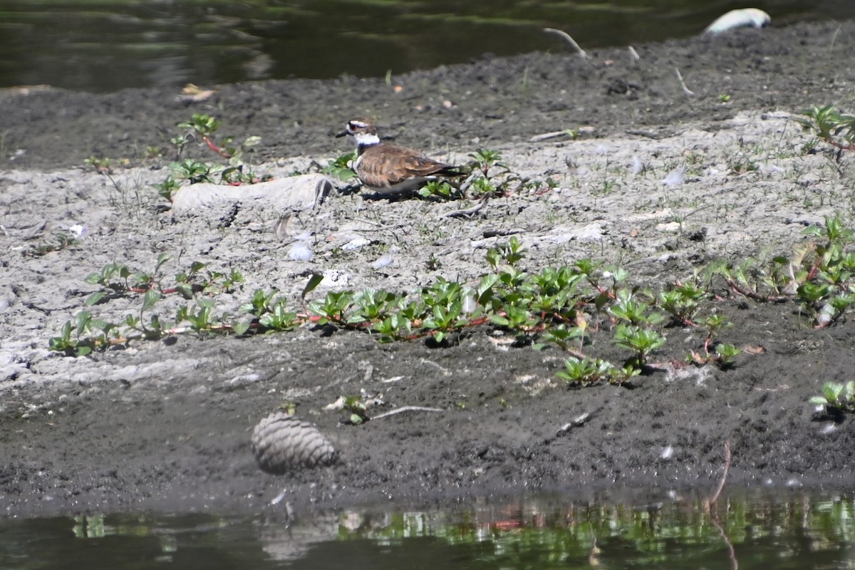 Killdeer - ML619903085