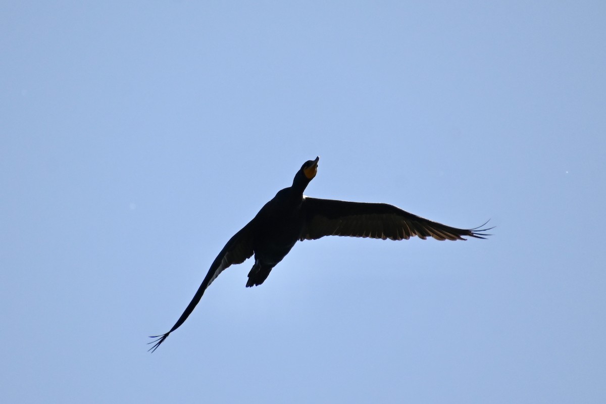 Double-crested Cormorant - ML619903093