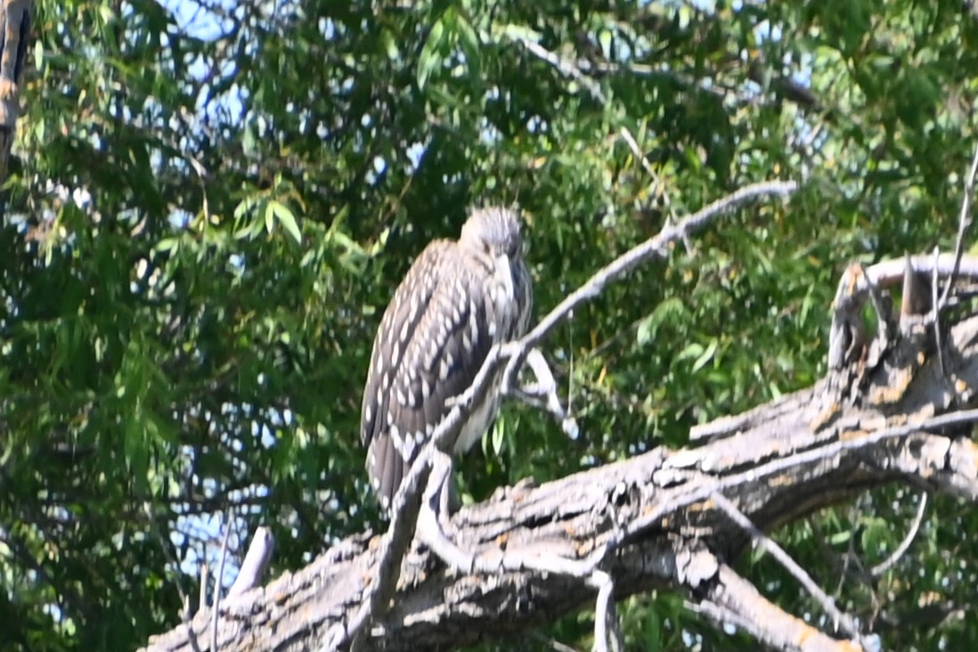 Black-crowned Night Heron - ML619903100