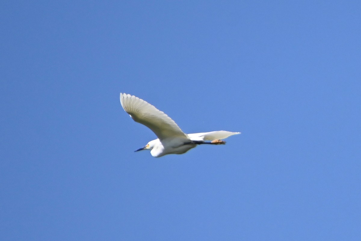 Snowy Egret - ML619903105