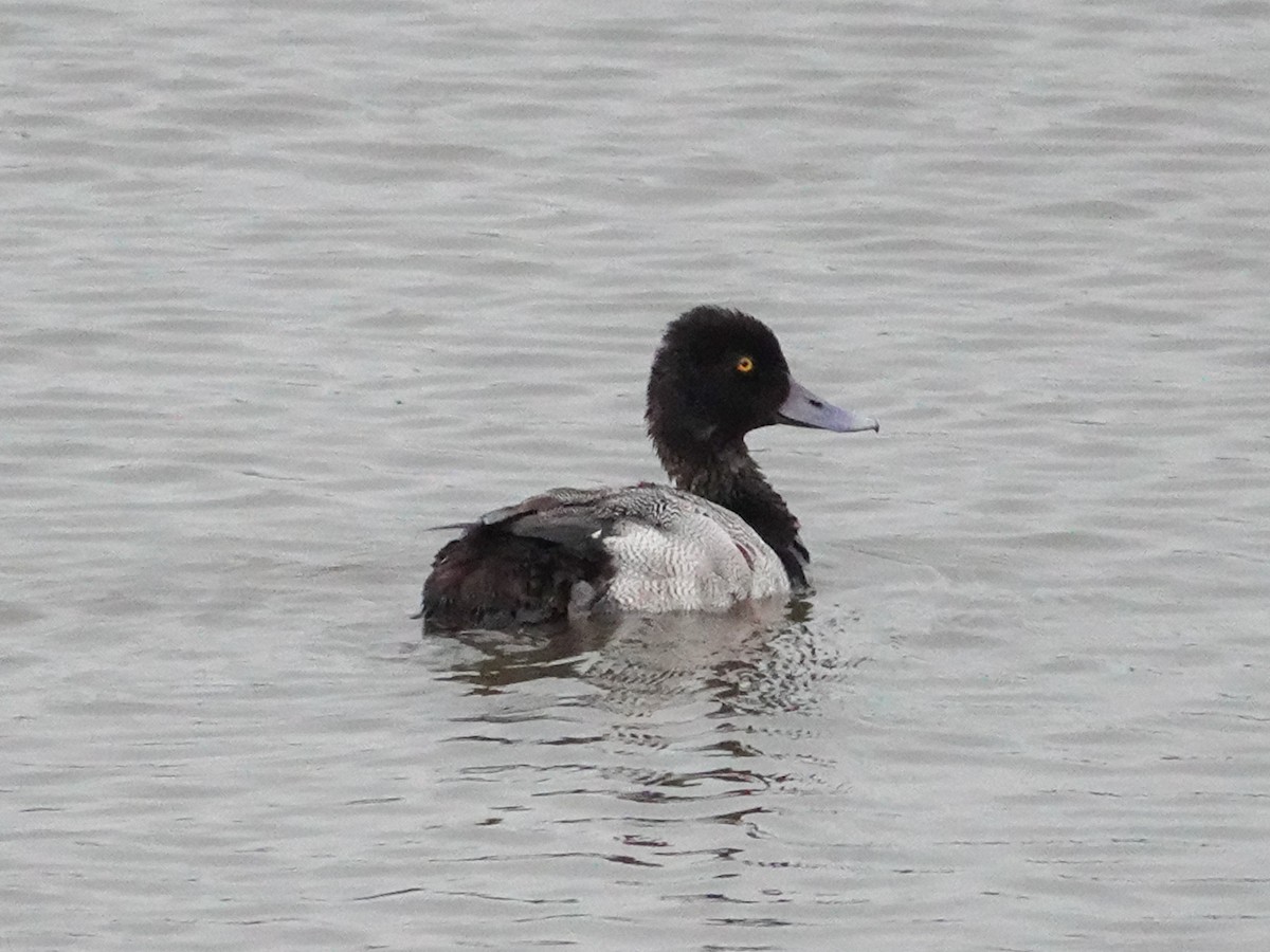 Lesser Scaup - ML619903107