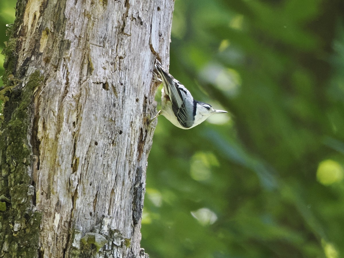 White-breasted Nuthatch - ML619903127