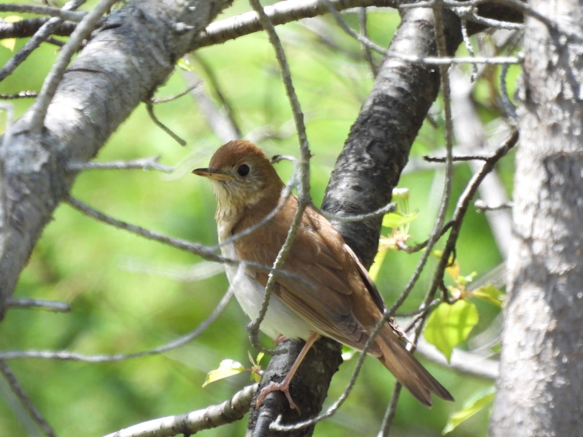 Veery - ML619903128