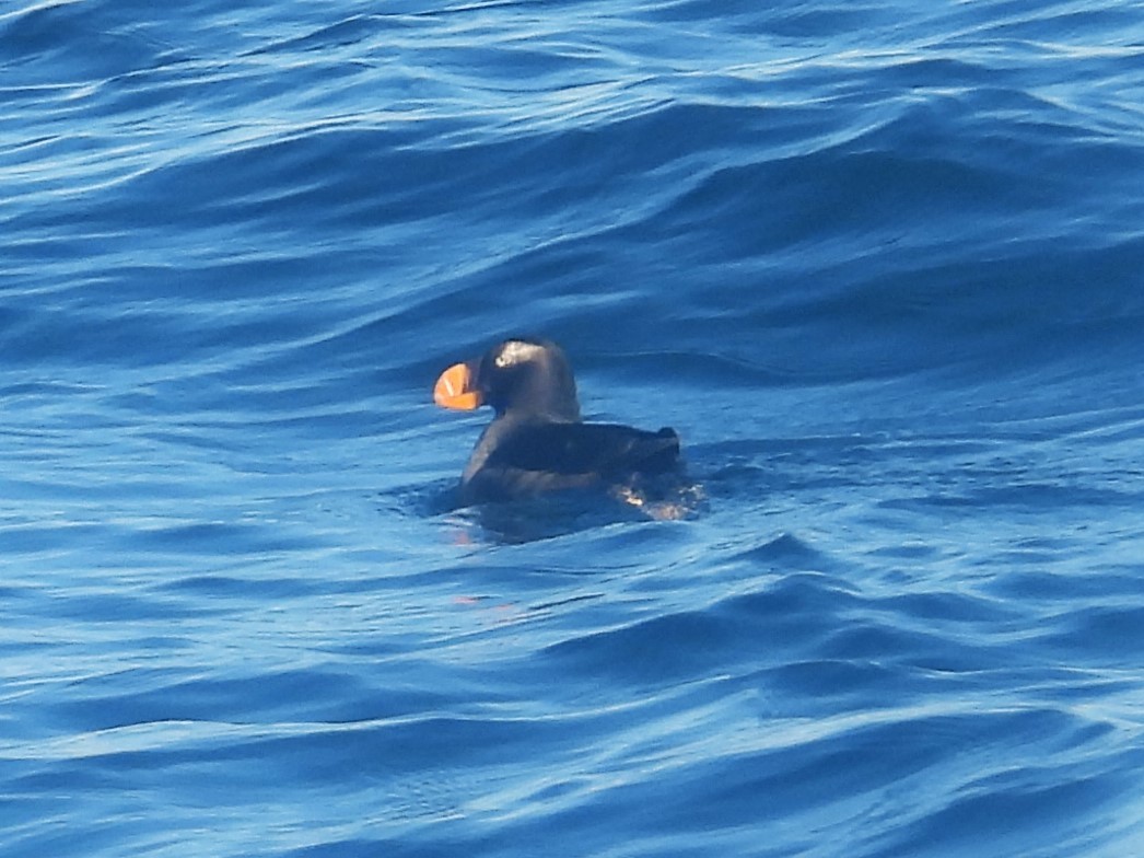 Tufted Puffin - ML619903135