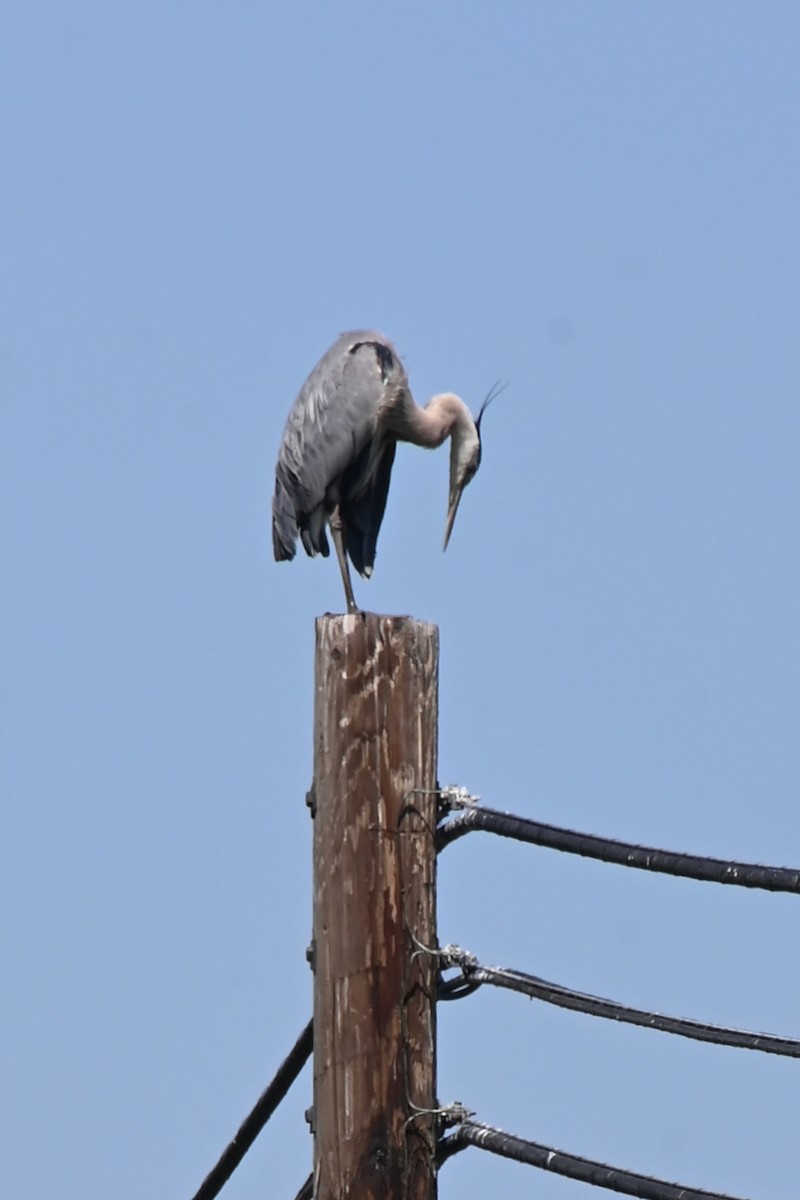 Great Blue Heron - ML619903154