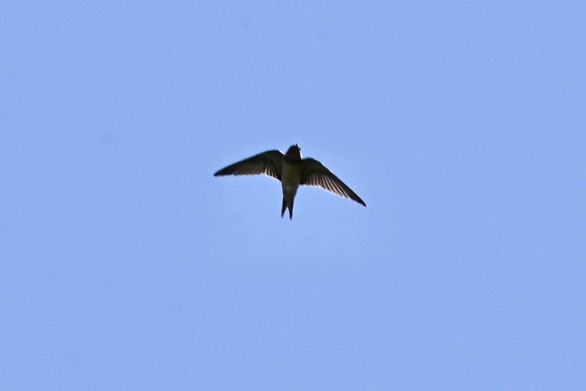 Barn Swallow (American) - ML619903190
