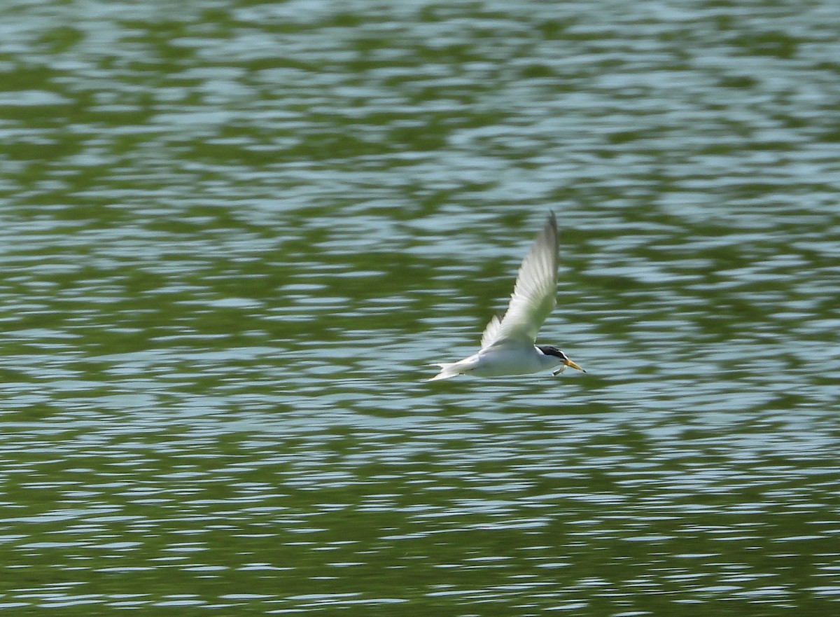 Least Tern - Patty McQuillan