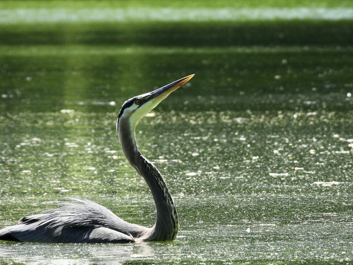 Great Blue Heron - ML619903215