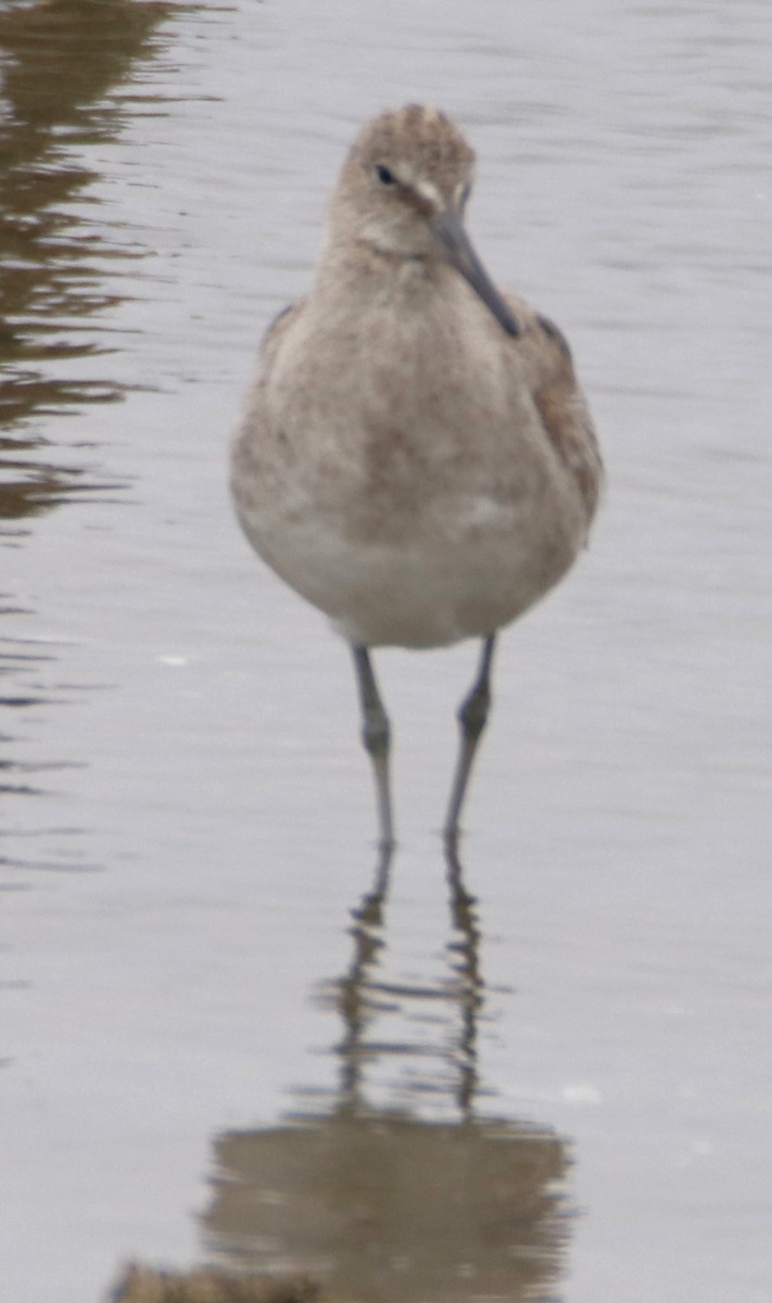 Willet - ML619903219