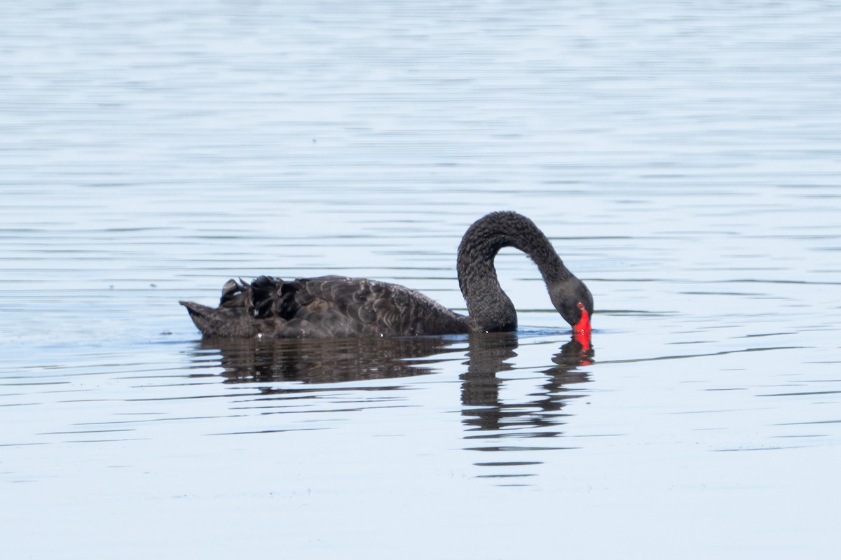 Black Swan - ML619903224