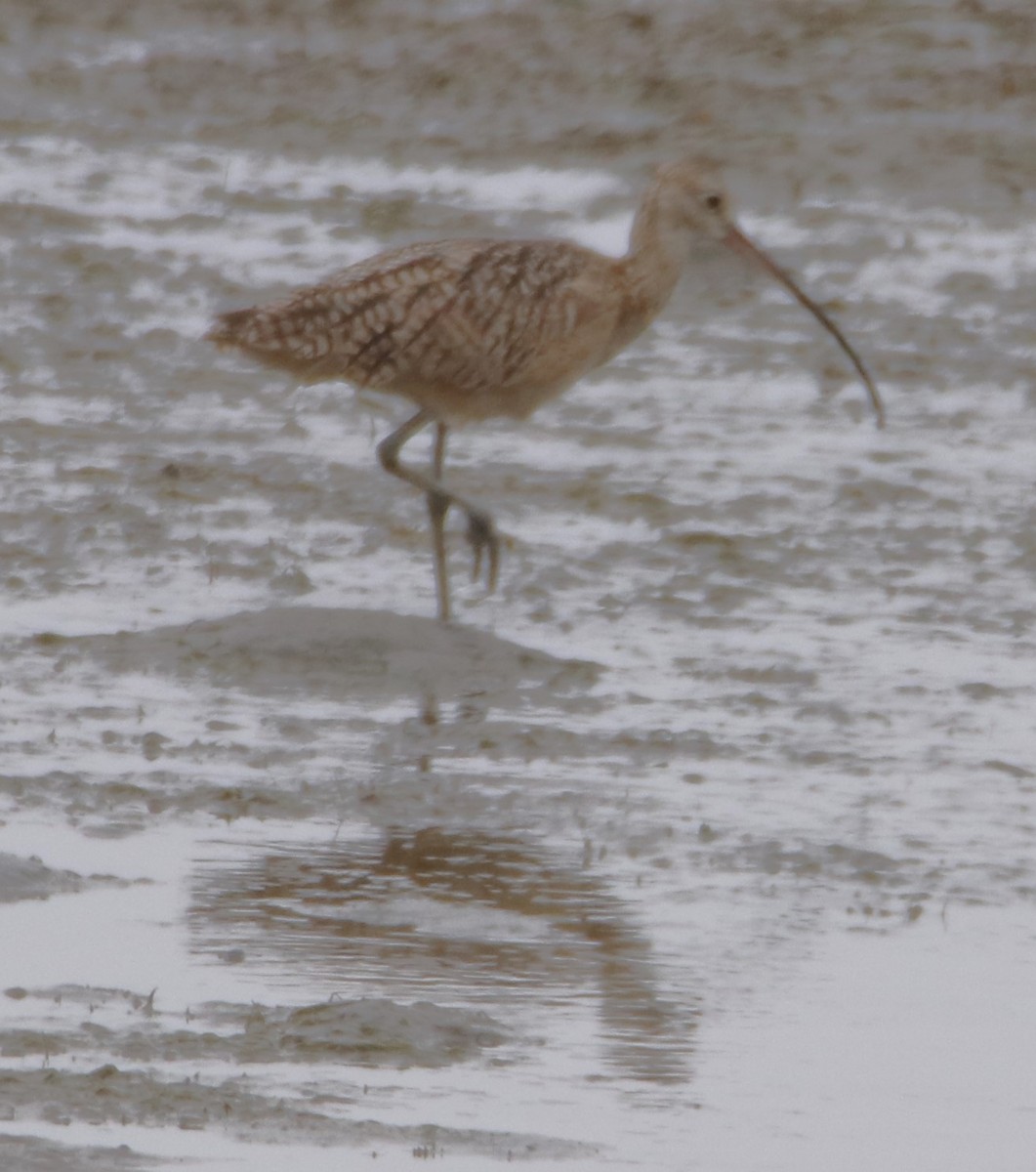 Long-billed Curlew - ML619903226