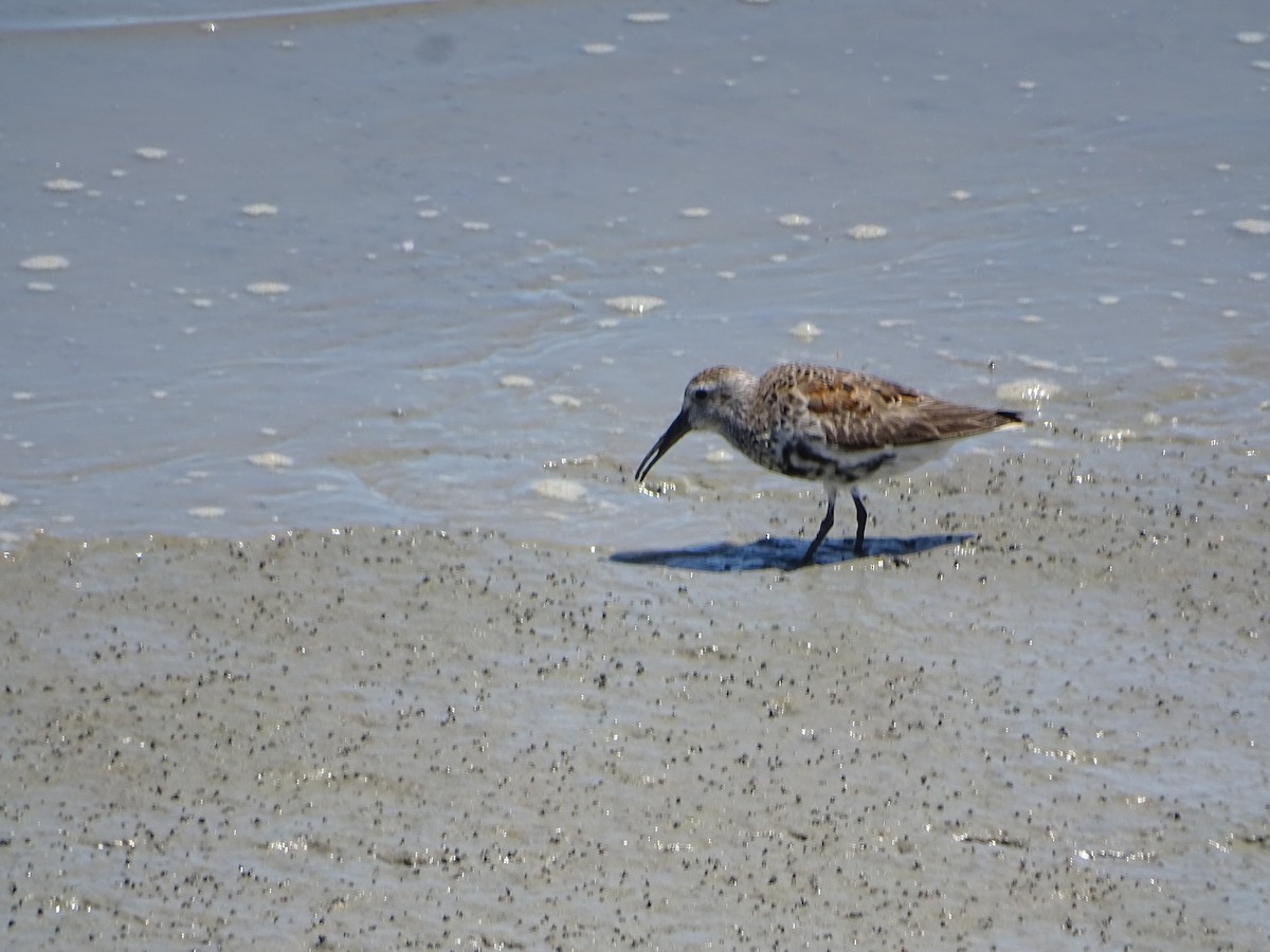 Dunlin - ML619903229