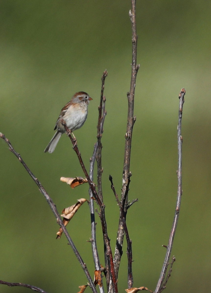 Field Sparrow - ML619903251