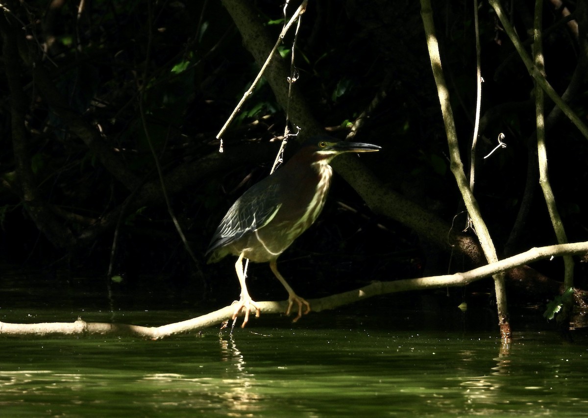 Green Heron - ML619903267