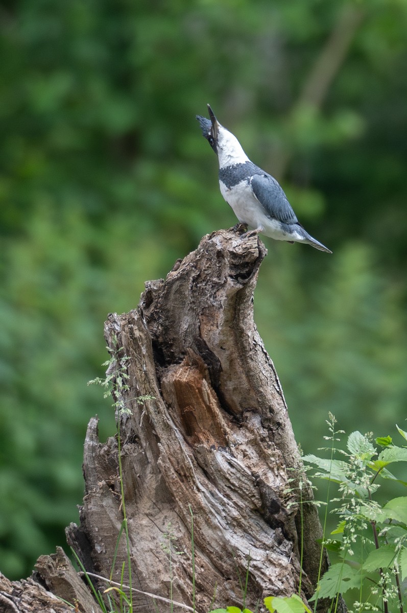 Belted Kingfisher - ML619903271