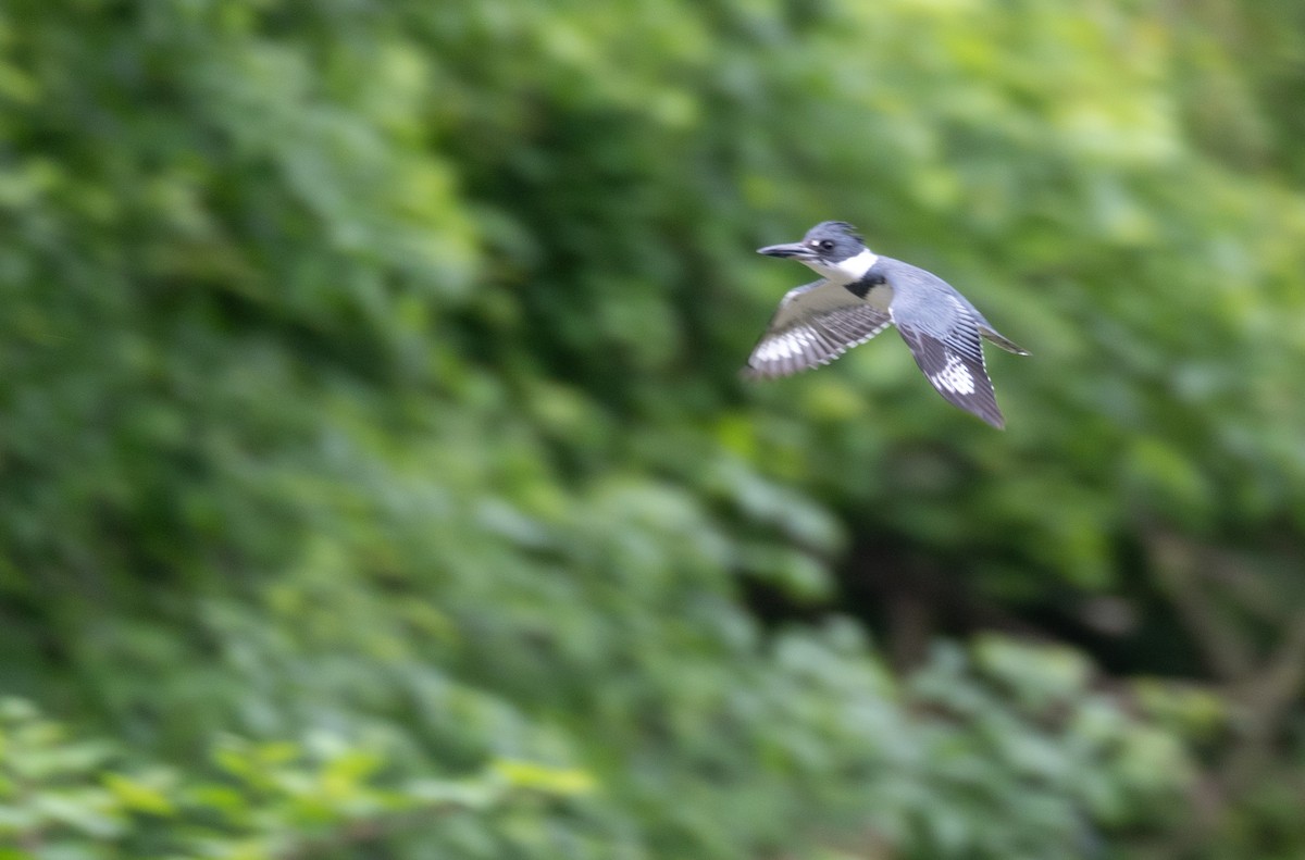 Belted Kingfisher - ML619903272