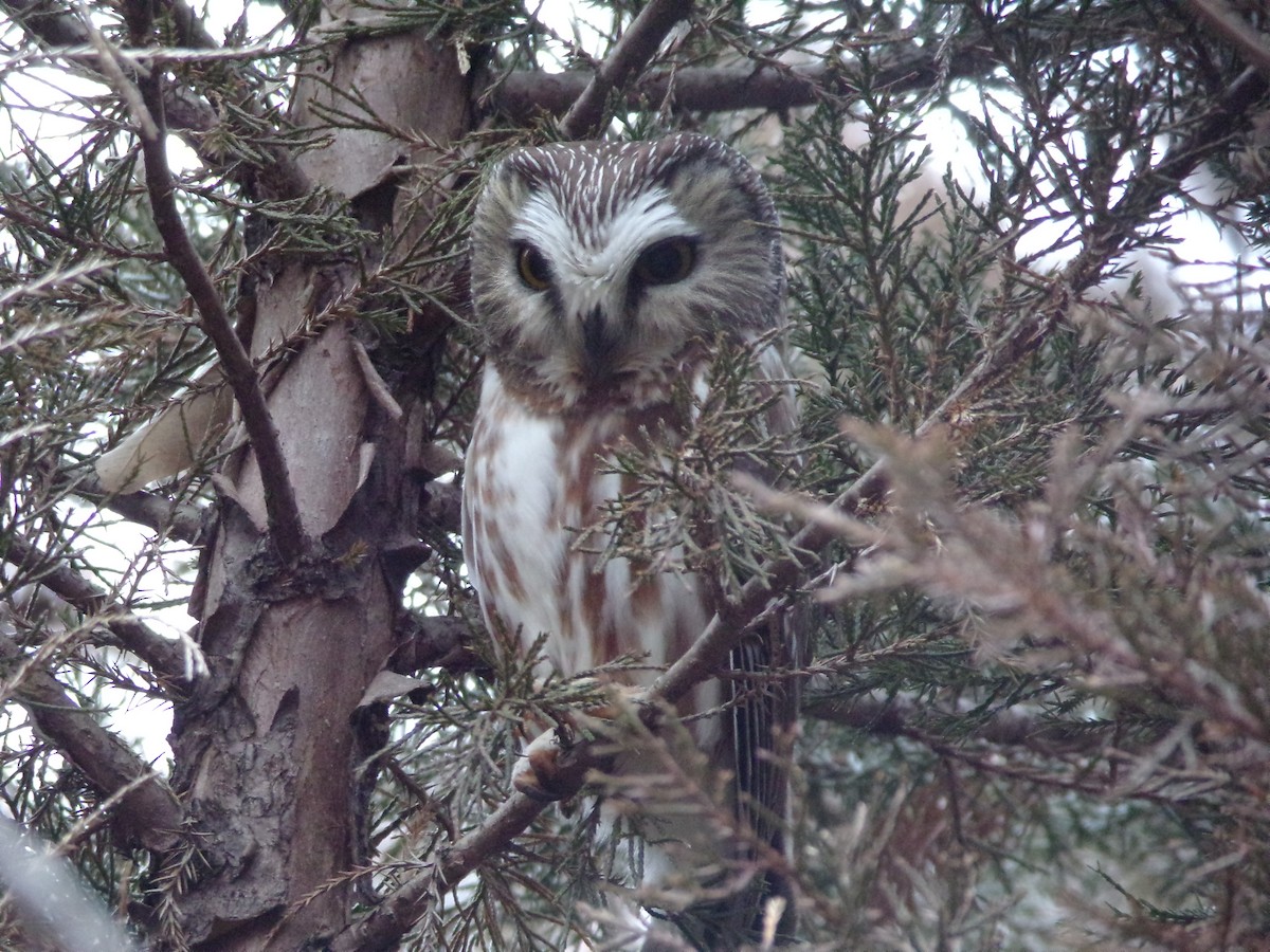 Northern Saw-whet Owl - ML619903301