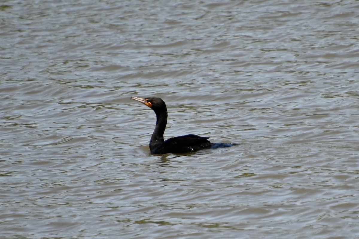 Double-crested Cormorant - ML619903311