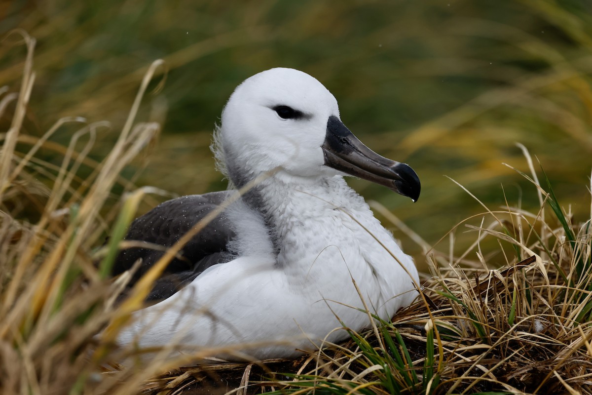 albatros černobrvý - ML619903318