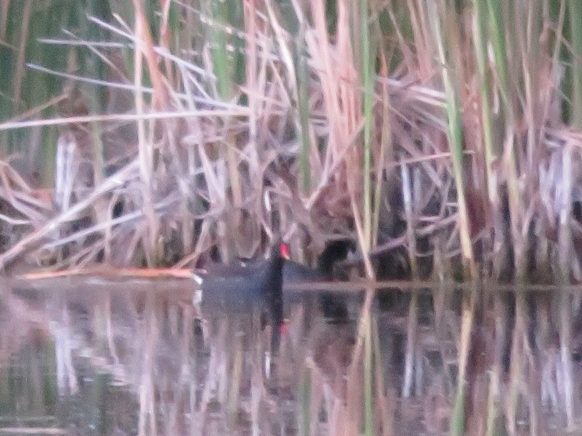 Gallinule d'Amérique - ML619903319