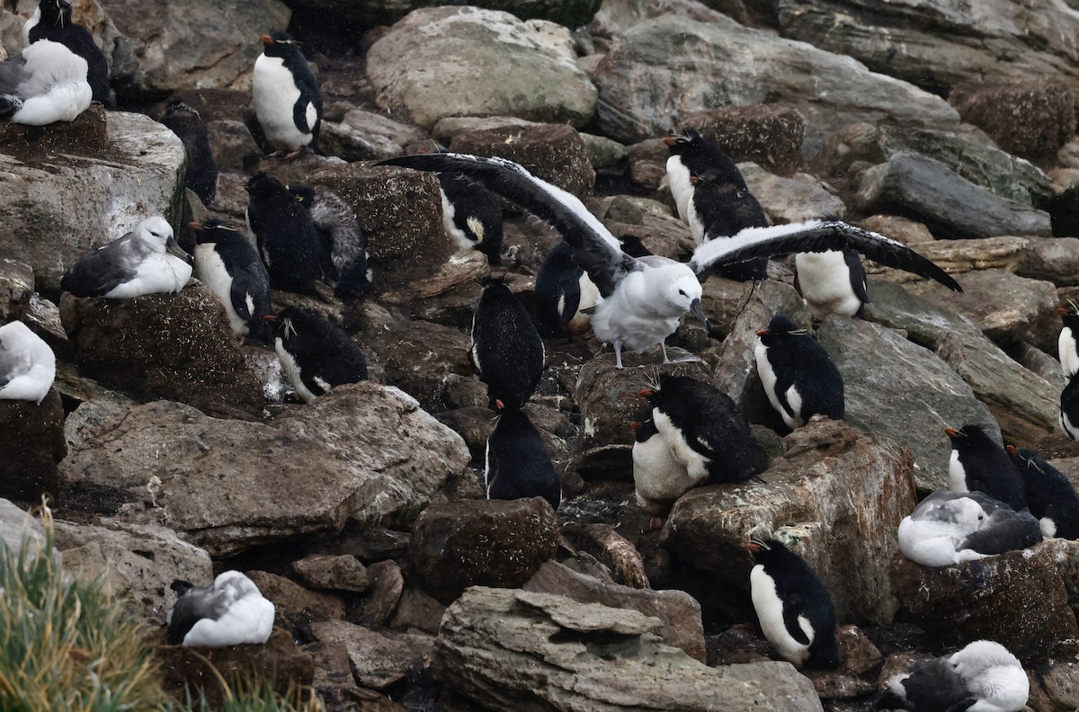 Black-browed Albatross - Robert Wallace
