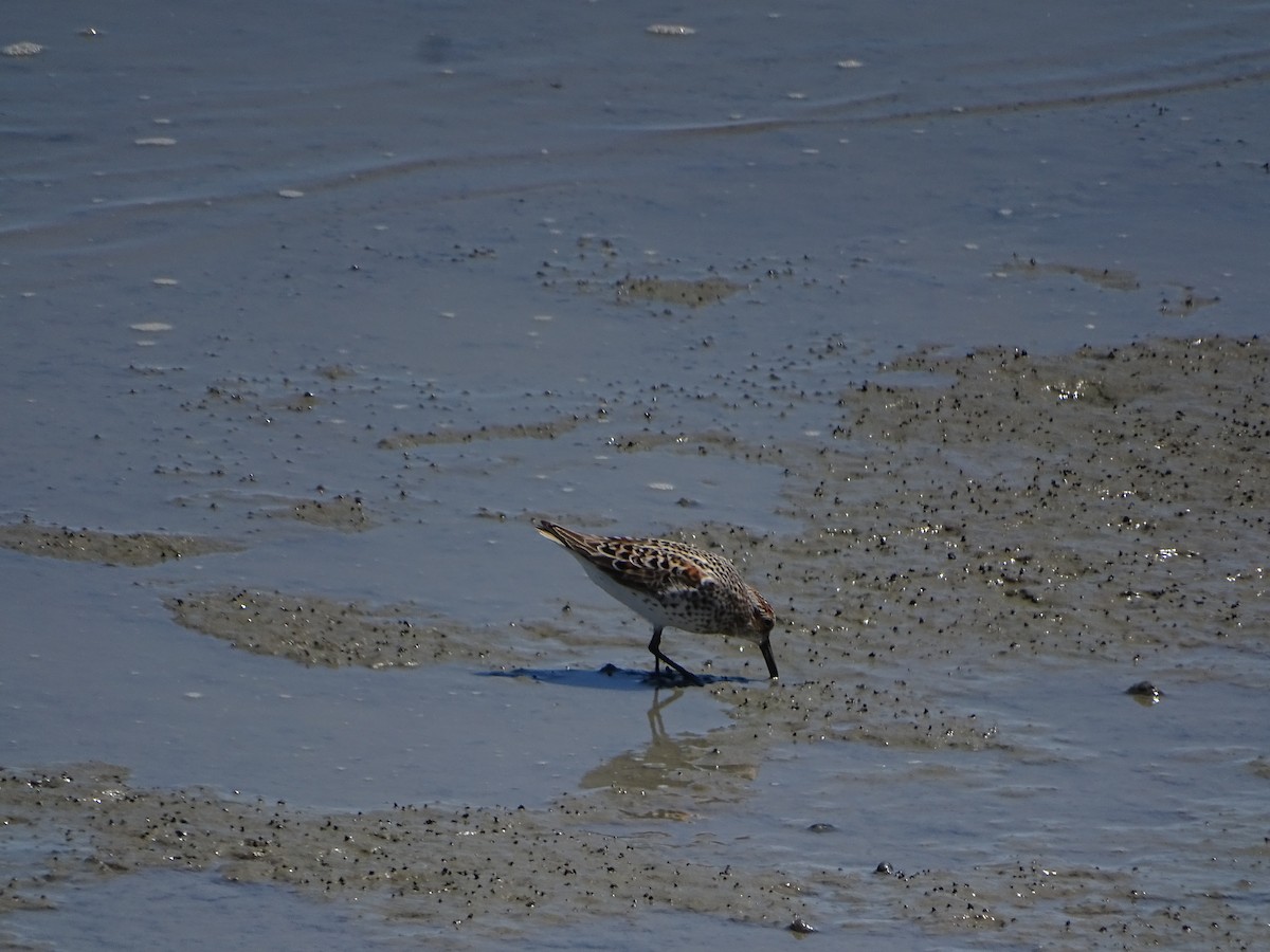 Western Sandpiper - ML619903360