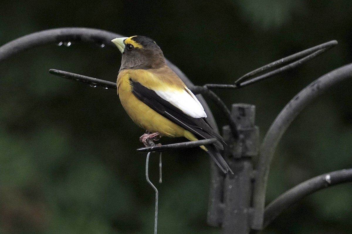 Evening Grosbeak - ML619903385