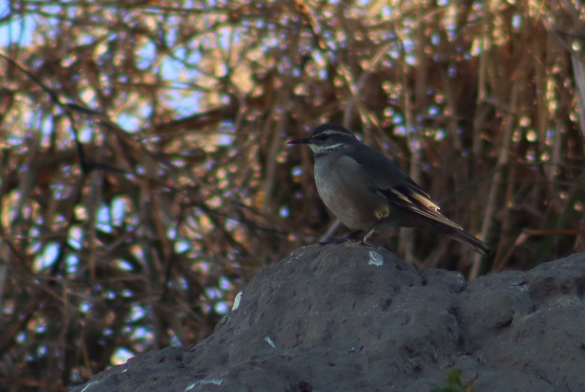 Buff-winged Cinclodes - ML619903389